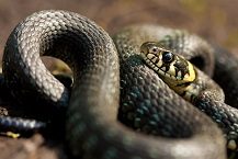 Le serpent - Click to enlarge picture.