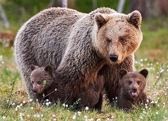 Le grizzly - Click to enlarge picture.