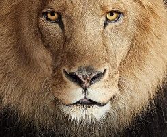 Le lion - Click to enlarge picture.